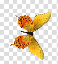 Butterfly s, yellow and orange swallowtail butterfly illustration transparent background PNG clipart