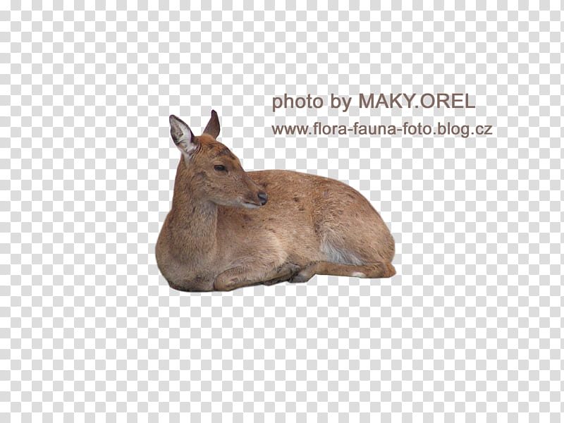 SET Deer female Doe, brown fawn transparent background PNG clipart