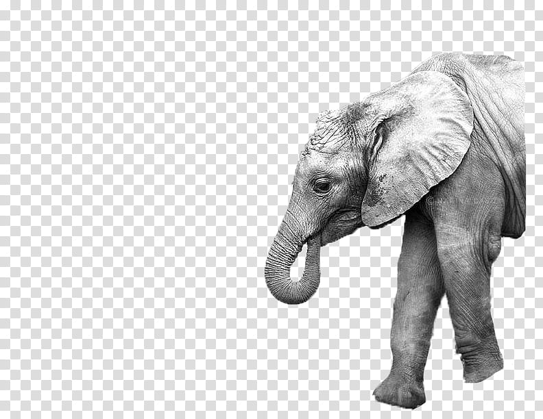 Love Black And White, Elephant, Mother, Asian Elephant, Boyfriend, Black And White
, Infant, Animal transparent background PNG clipart