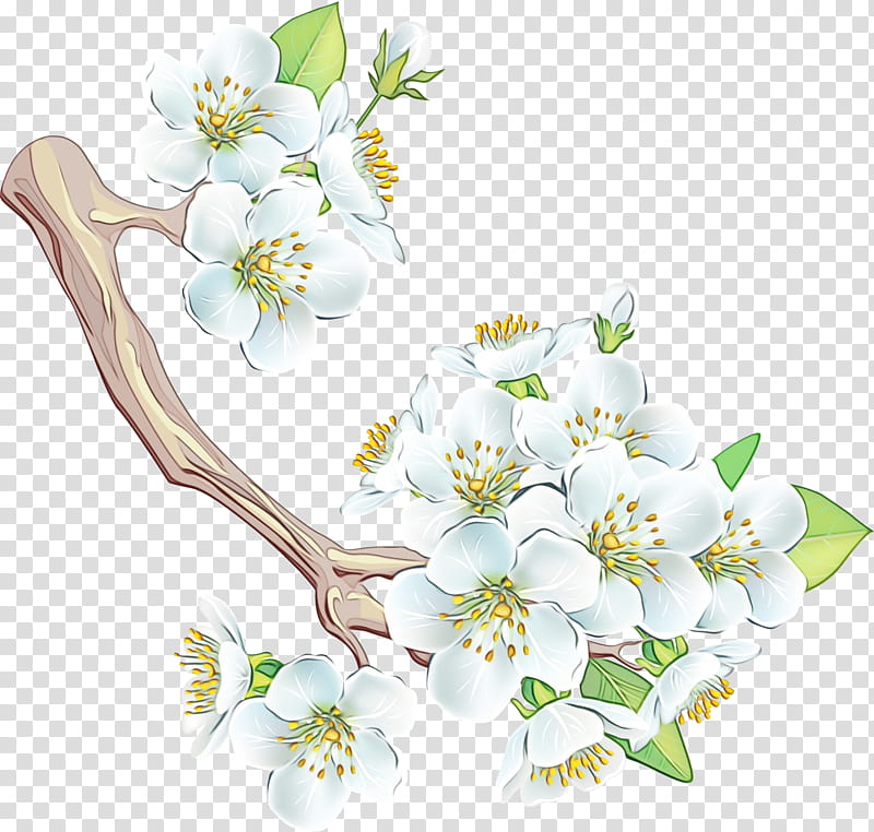white flower branch blossom plant, Watercolor, Paint, Wet Ink, Spring
, Flowering Plant, Cut Flowers, Flowering Dogwood transparent background PNG clipart