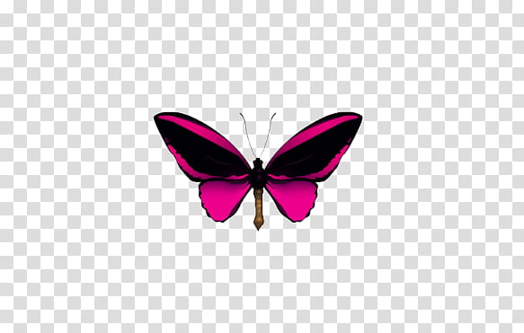 mariposas, black and pink butterfly graphic transparent background PNG clipart