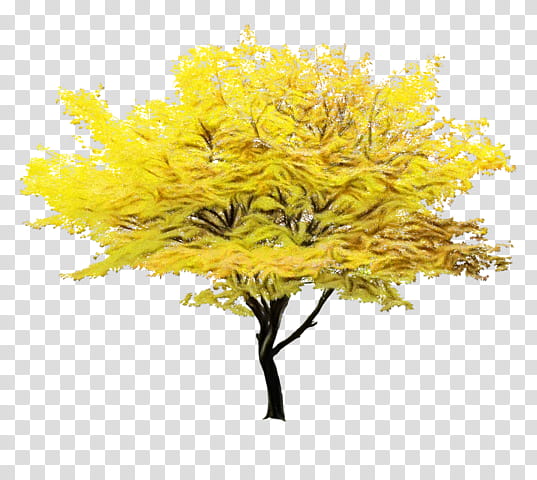 Red Maple Tree, Autumn, Fall Tree, Japanese Maple, Twig, Branch, Yellow, Flower transparent background PNG clipart