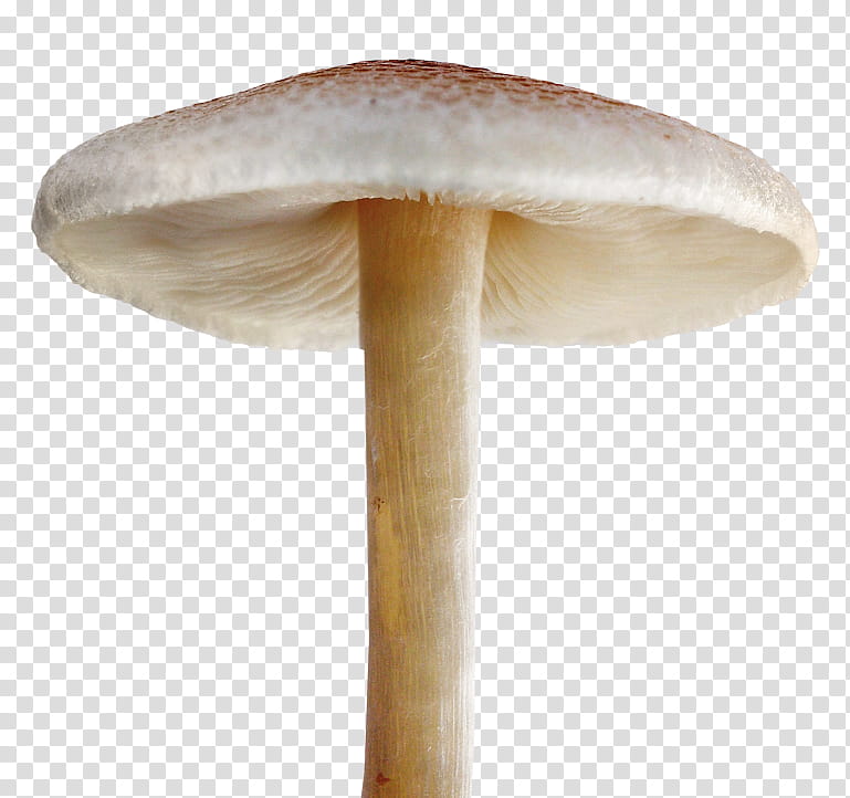 Mushroom, Tshirt, Fungus, Clothing, Hoodie, Zazzle, Edible Mushroom, Agaricaceae transparent background PNG clipart