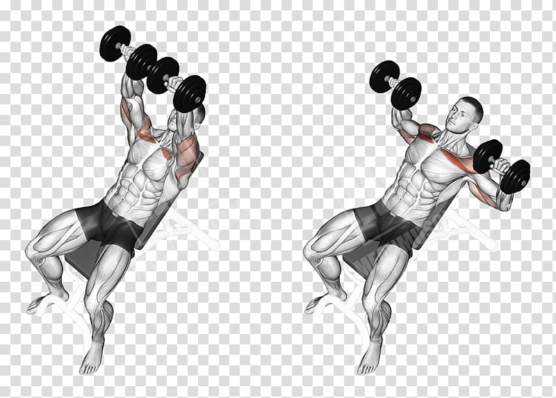 Fitness, Bench Press, Dumbbell, Exercise, Weight TRAINING, Barbell, Muscle, Pectoralis Major transparent background PNG clipart