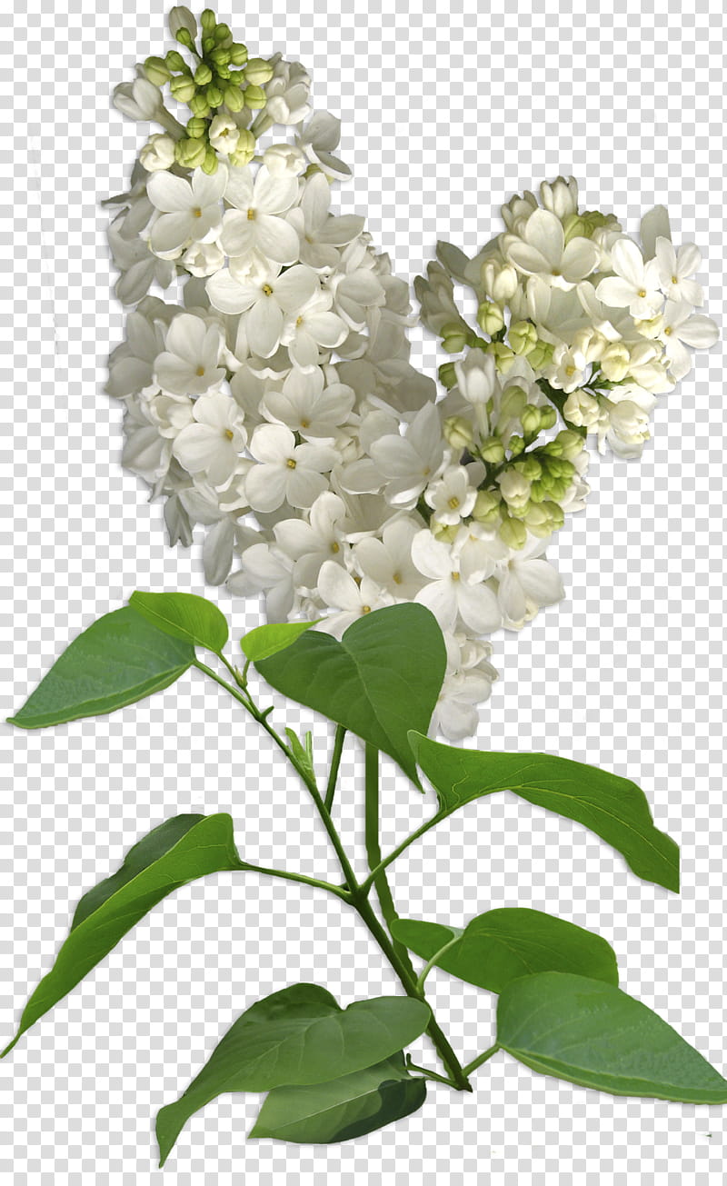 Lilac Flower, white petal flower transparent background PNG clipart