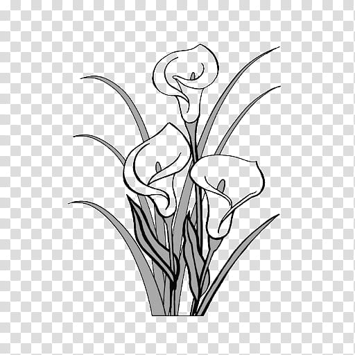 White Lily Flower, Drawing, Bog Arum, Arumlily, Peace Lily, Pencil, Silhouette, Calla Lily transparent background PNG clipart