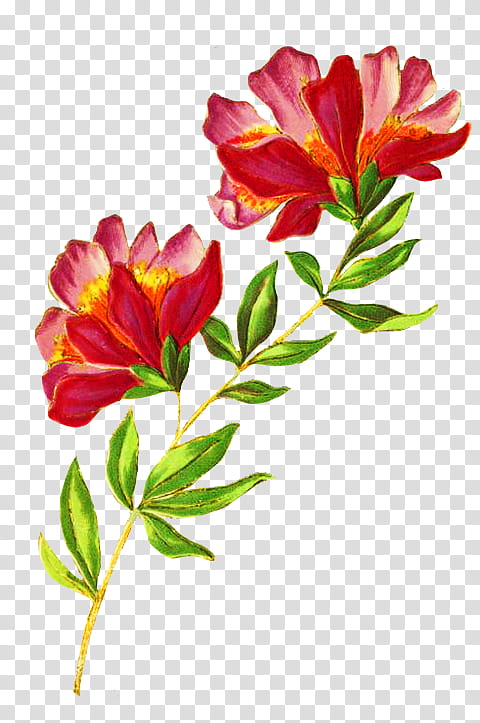 flower plant petal cut flowers pedicel, Fire Lily, Freesia, Plant Stem transparent background PNG clipart