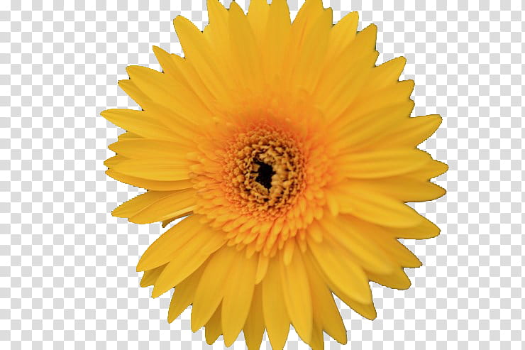 Flowers, Broll, Footage, Television, Yellow, Gerbera, Daisy Family, Pollen transparent background PNG clipart
