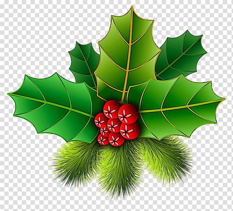 Holly, Leaf, Plant, Flower, Tree, American Holly, Berry, Plane transparent background PNG clipart