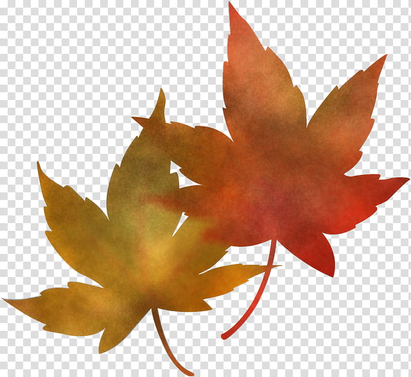 maple leaves autumn leaves fall leaves, Leaf, Maple Leaf, Tree, Sweet Gum, Plant, Black Maple, Woody Plant transparent background PNG clipart