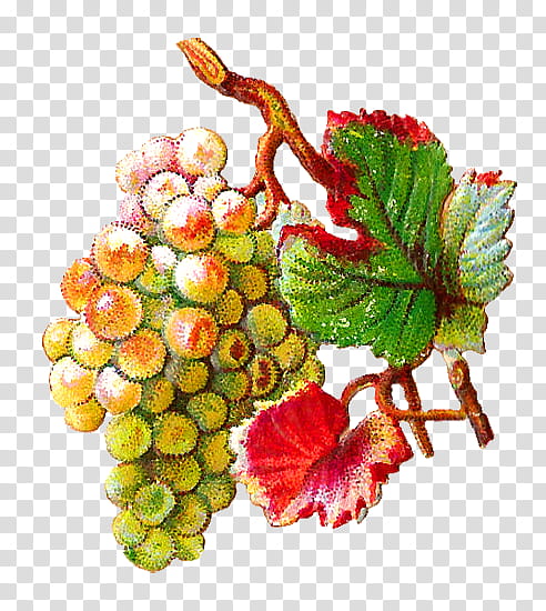 Fruit Juice, Grape, Common Grape Vine, Wine, Grape Leaves, Grapevines, Natural Foods, Grapevine Family transparent background PNG clipart