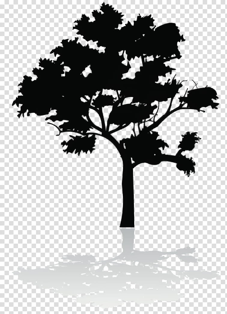 Oak Tree Silhouette, Parklea Sfc, Shadow, Soundcloud, Video, Leaf, Plant, Woody Plant transparent background PNG clipart