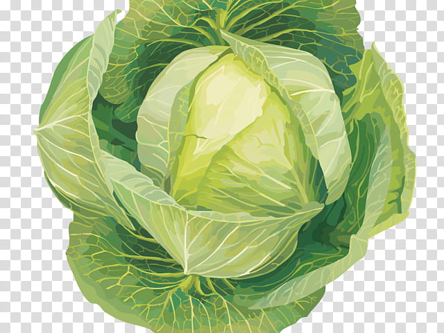 Vegetable Cabbage Food Illustration, various forms of cabbage, leaf  Vegetable, happy Birthday Vector Images png | PNGEgg