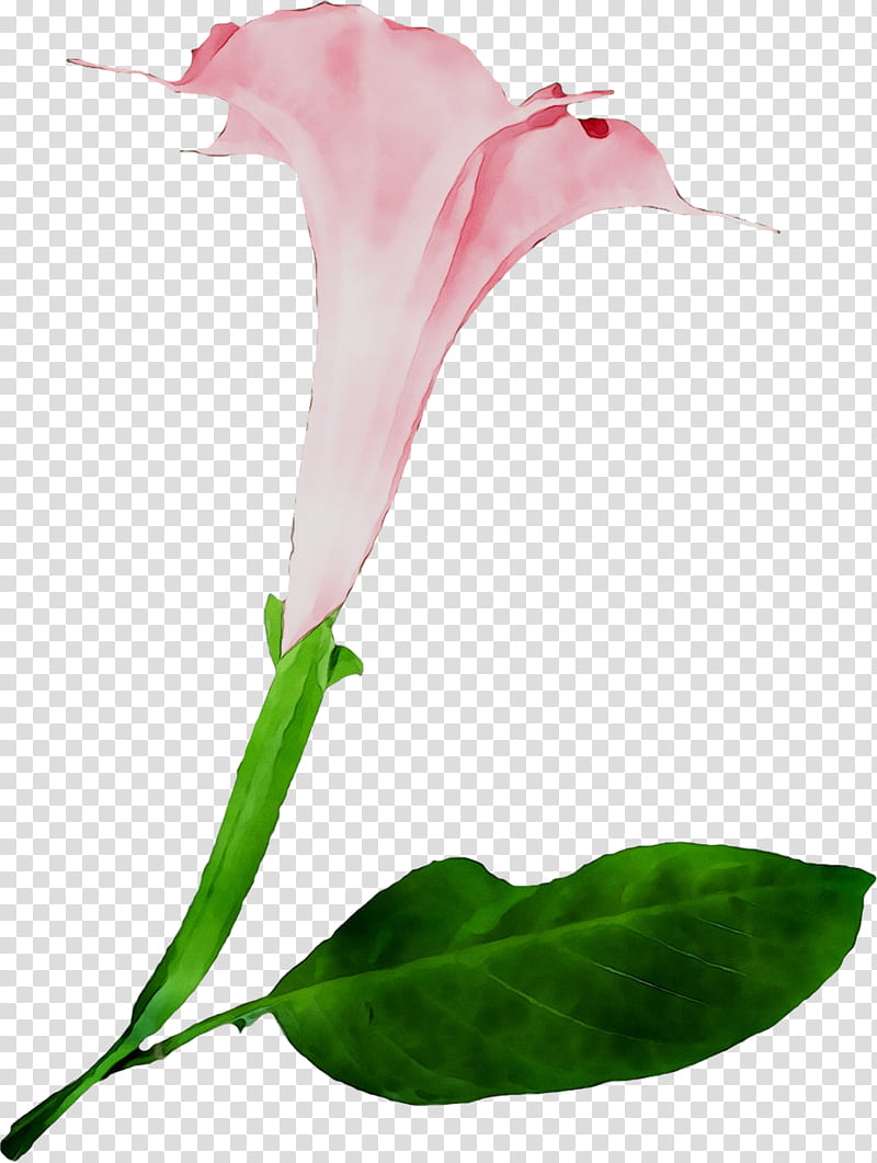 Pink Flower, Arum Lilies, Cut Flowers, Bud, Plant Stem, Rose Family, Leaf, Petal transparent background PNG clipart