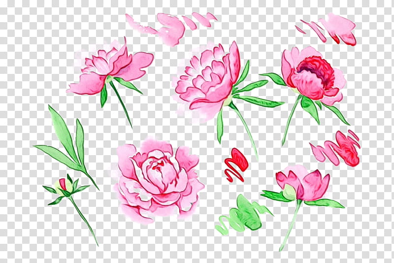 flower pink plant petal common peony, Watercolor, Paint, Wet Ink, Chinese Peony, Cut Flowers transparent background PNG clipart