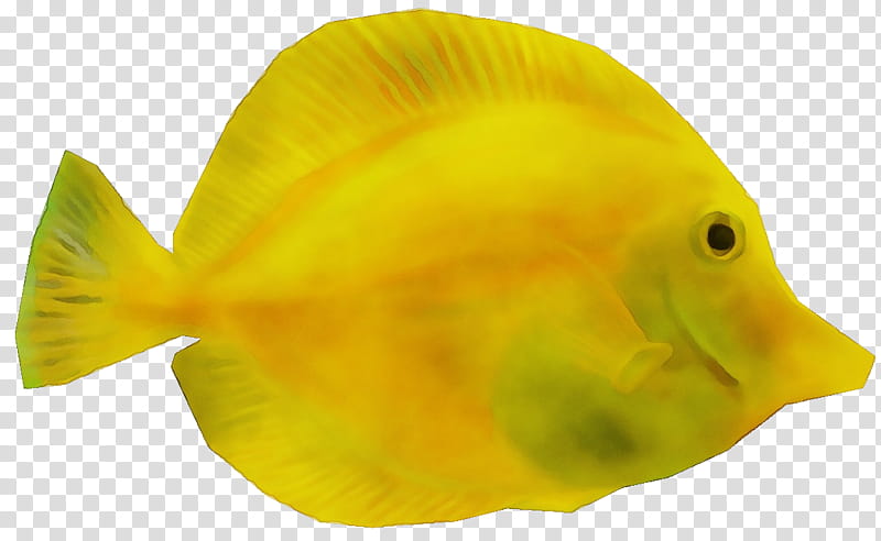fish fish yellow fin butterflyfish, Watercolor, Paint, Wet Ink, Pomacanthidae, Holacanthus, Pomacentridae, Bonyfish transparent background PNG clipart