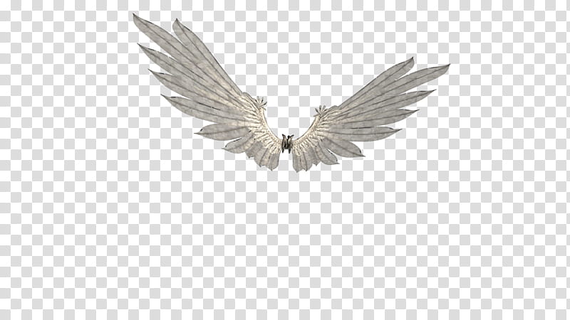 Angel , gray and white wings illustration transparent background PNG clipart