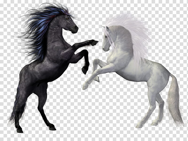 Horse, Friesian Horse, Foal, Pony, Stallion, Mare, Colt, Black transparent background PNG clipart