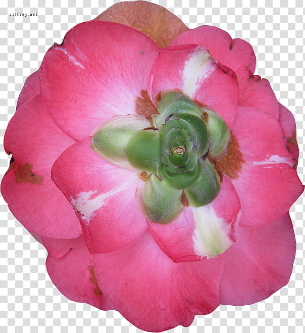 Large Flower , pink and green petaled flower transparent background PNG clipart