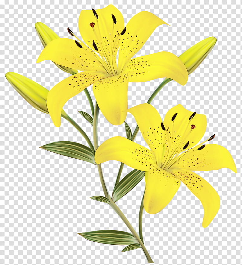 Easter Lily, Orange Lily, Tiger Lily, Lilies, BORDERS AND FRAMES, Flower, Madonna Lily, Water Lilies transparent background PNG clipart