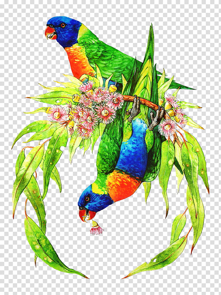 Bird Parrot, Budgerigar, Macaw, Loriini, Beak, Parrots, Parakeet, Macaws transparent background PNG clipart