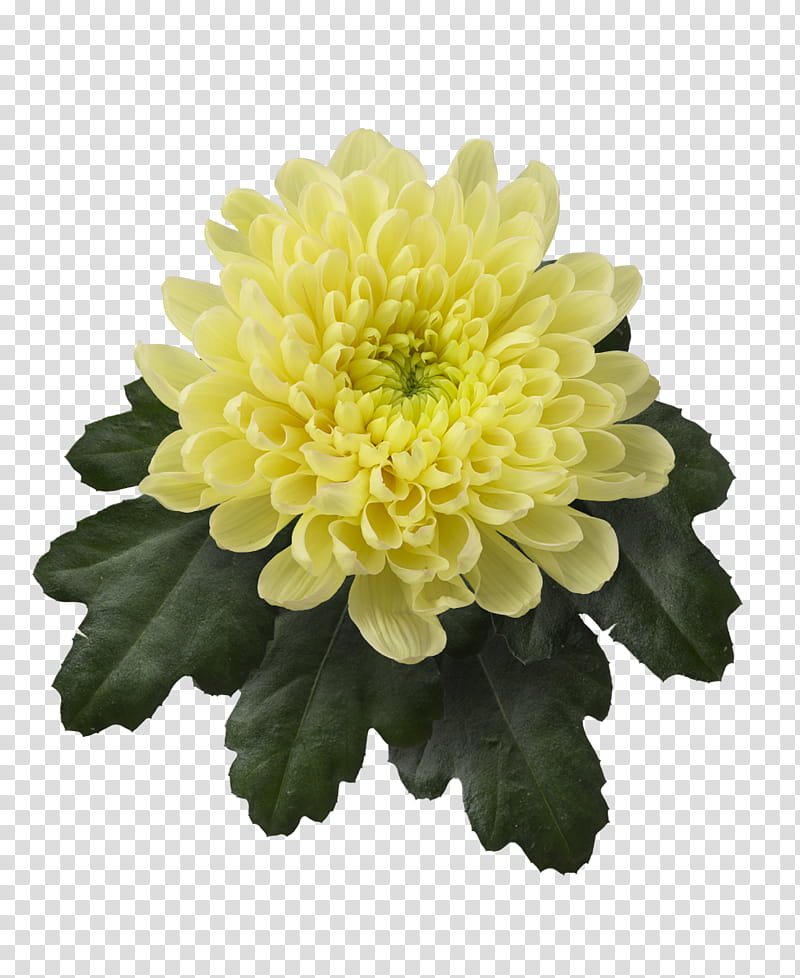 Flowers, Chrysanthemum, Marguerite Daisy, Cut Flowers, Dahlia, Cultivar, Youtube, Petal transparent background PNG clipart