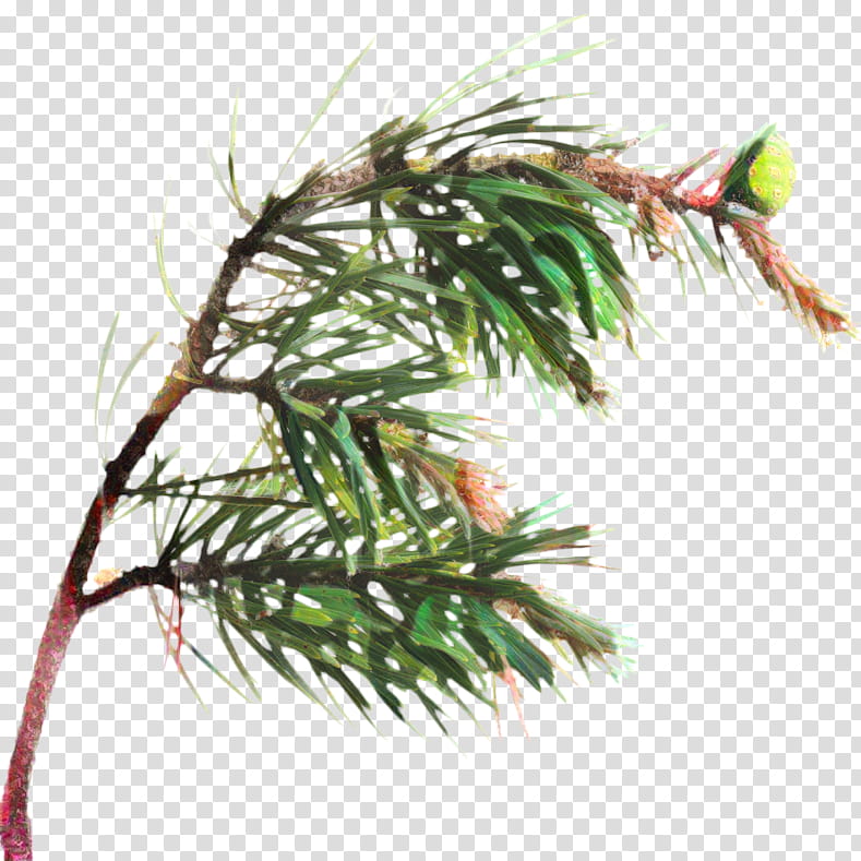 Black And White Flower, Pine, Fir, Twig, Wreath, Christmas Day, Norway Spruce, Evergreen transparent background PNG clipart