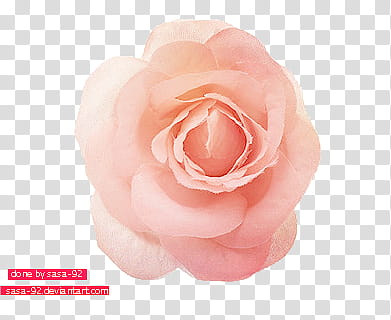 Flowers s, pink camellia flower transparent background PNG clipart