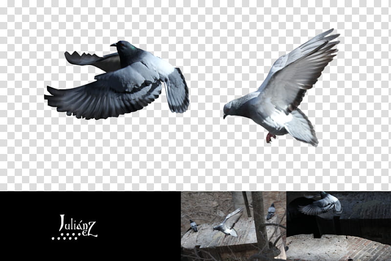 Two pigeons flying transparent background PNG clipart