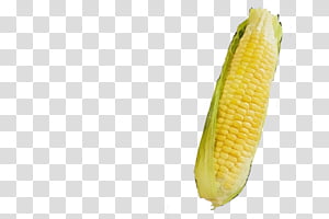 Corn on the cob Sweet corn Maize Commodity Fruit, Watercolor, Paint, Wet Ink, Corn Kernels, Yellow, Vegetable, Vegetarian Food transparent background PNG clipart thumbnail