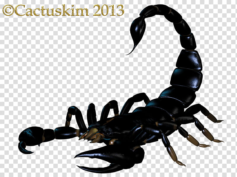 Scorpion KL, black scorpion transparent background PNG clipart