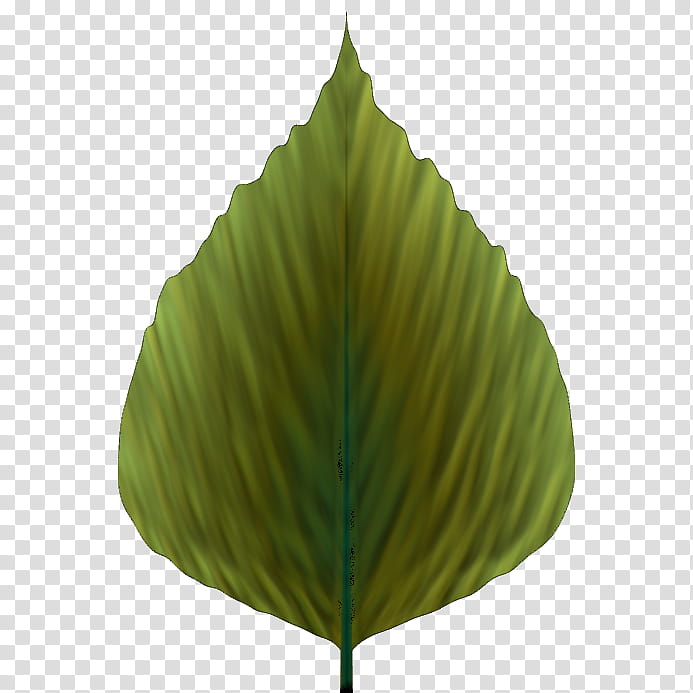 Lots A Leaves , green leaf illustration transparent background PNG clipart