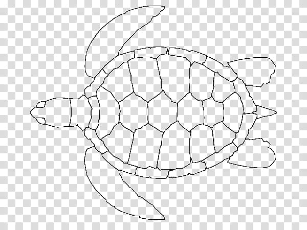 Sea Turtle, Green Sea Turtle, Loggerhead Sea Turtle, Hawksbill Sea Turtle, Turtle Shell, Coloring Book, Modern Sea Turtles, Drawing transparent background PNG clipart