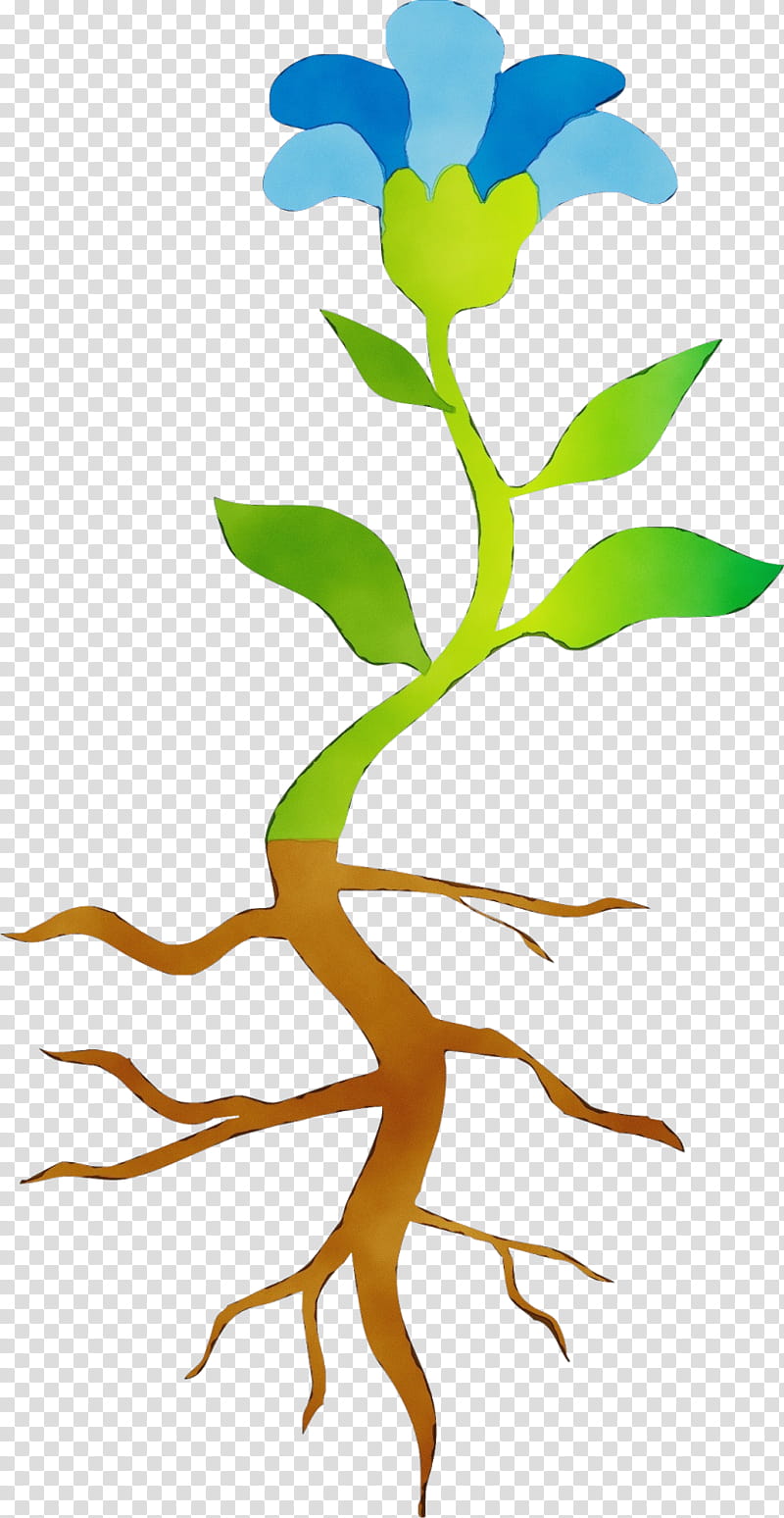 Evolutionary history of plants Root Plant stem Leaf, Watercolor, Paint, Wet Ink, synthesis, Biology, Flower, Garden Nasturtium transparent background PNG clipart