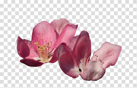 FLOWER, pink and white Orchid flower transparent background PNG clipart