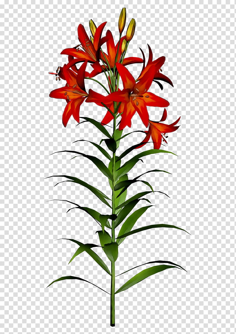 Easter Lily, Lily stargazer, Madonna Lily, Orange Lily, Flower, Arumlily, Drawing, Cut Flowers transparent background PNG clipart