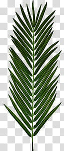 Green aesthetic, green-leafed palm leaf transparent background PNG clipart