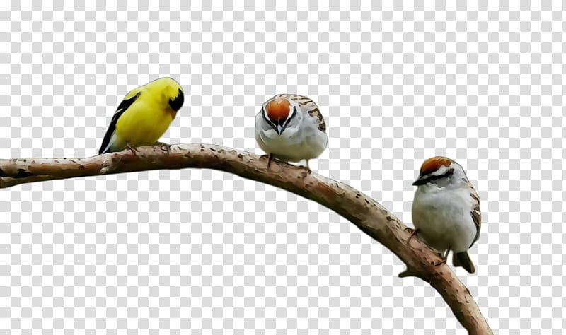 bird beak branch songbird parrot, Watercolor, Paint, Wet Ink, Perching Bird, Adaptation, Finch, Twig transparent background PNG clipart