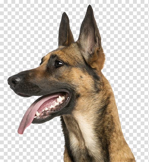 Police, Malinois Dog, German Shepherd, Belgian Shepherd, Tervuren, Puppy, Dog Agility, Police Dog transparent background PNG clipart