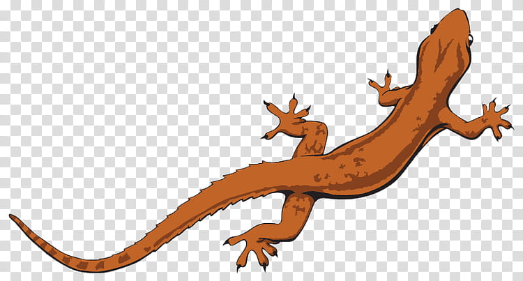 Spring, Lizard, Reptile, Horned Lizard, Gecko, Drawing, True Salamanders And Newts, Animal Figure transparent background PNG clipart
