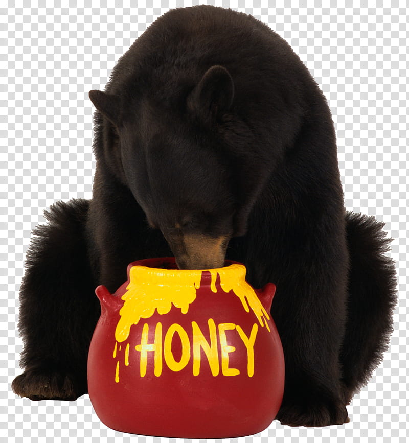 Honey, Bear, American Black Bear, Alaska Peninsula Brown Bear, Eating, Snout, Fur transparent background PNG clipart