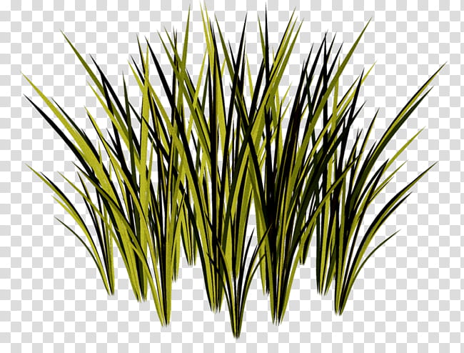 Palm Tree Drawing, Grasses, Sweet Grass, Herbaceous Plant, Plants, Plant Stem, Leaf, Spider Hibiscus transparent background PNG clipart