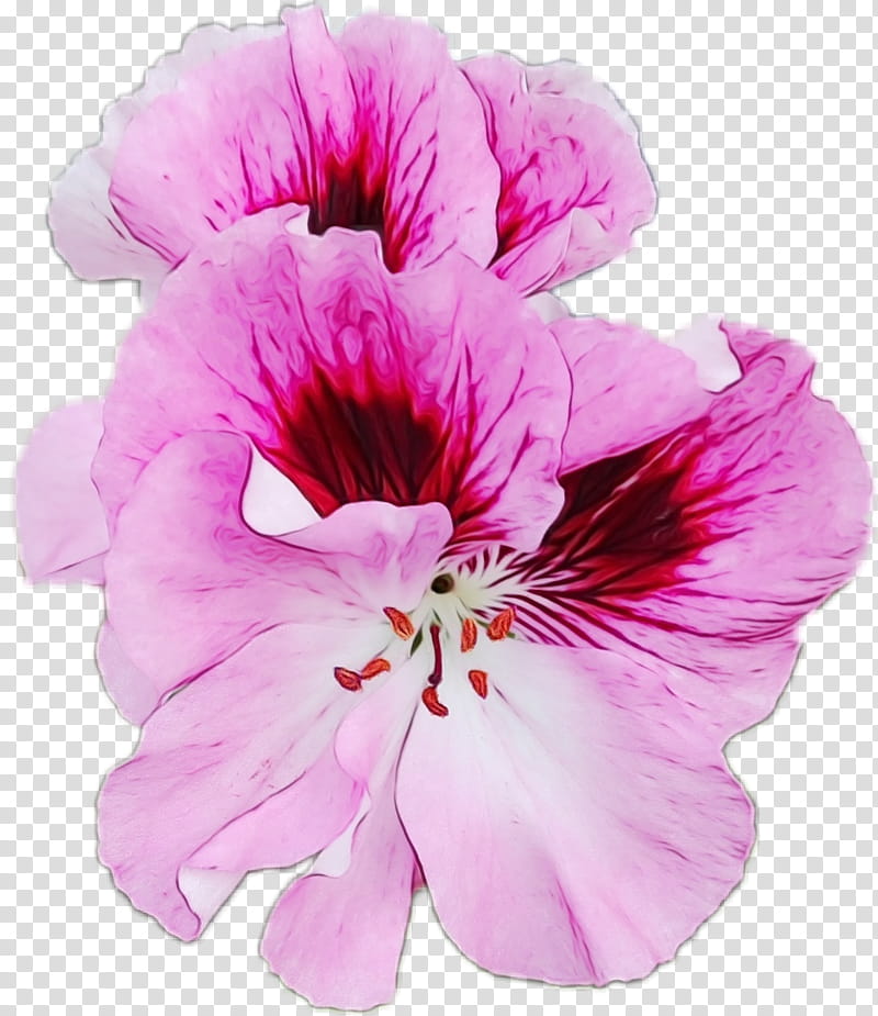 flower petal pink plant violet, Watercolor, Paint, Wet Ink, Petunia, Geranium, Hibiscus, Geraniaceae transparent background PNG clipart