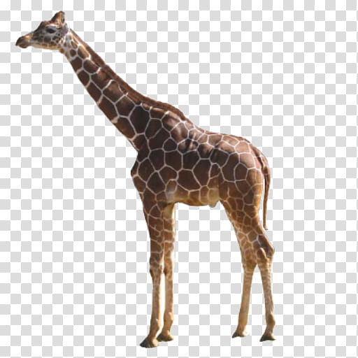 Giraffe, Giraffes Giraffes, Baby Giraffe, QUIZ, Animal, Online Quiz, Internet Meme, Giraffidae transparent background PNG clipart
