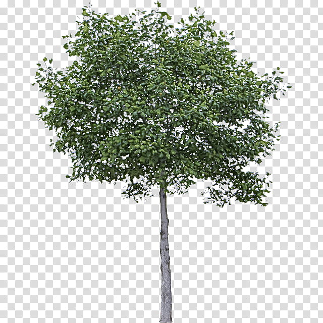 Plane, Tree, Plant, Woody Plant, Canoe Birch, Leaf, Flower, River Birch transparent background PNG clipart