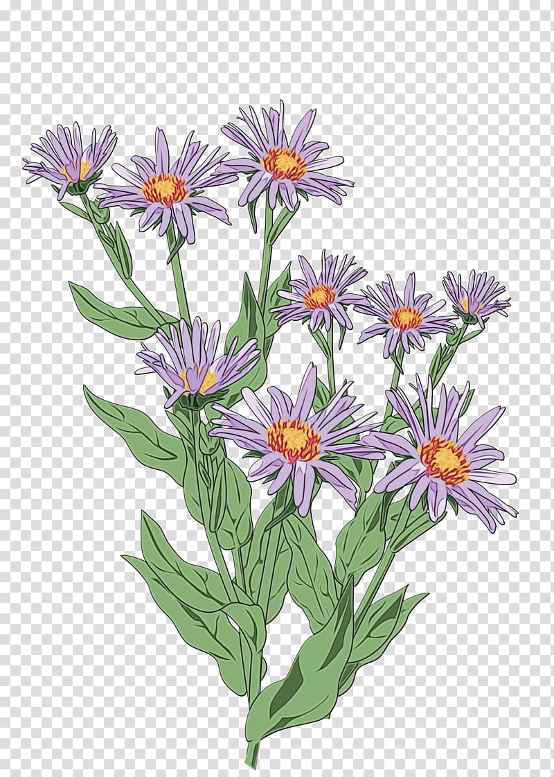 Watercolor Flower, Plants, Watercolor Painting, Logo, Annual Plant, Alpine Aster, Leaf, European Michaelmasdaisy transparent background PNG clipart