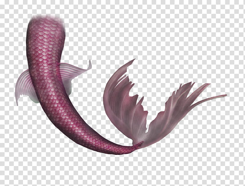 pink mermaid tail illustration transparent background PNG clipart