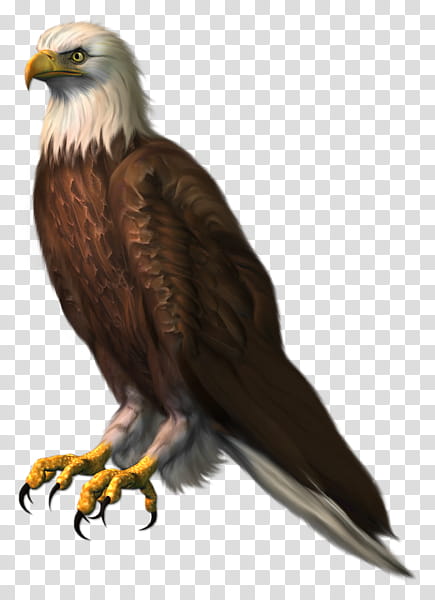 Eagle Drawing, Bald Eagle, Bird, Hawk, Vulture, Accipitridae, Condor, Bird Of Prey transparent background PNG clipart