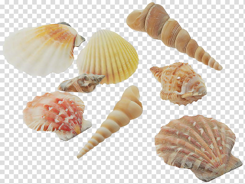 shell conchiglie bivalve conch food, Cockle, Cuisine, Dish, Scallop transparent background PNG clipart