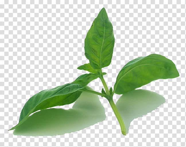 Mint Leaf, Basil, Plants, Herbaceous Plant, Plant Stem, Cholesterol, Turkey, Hypercholesterolemia transparent background PNG clipart